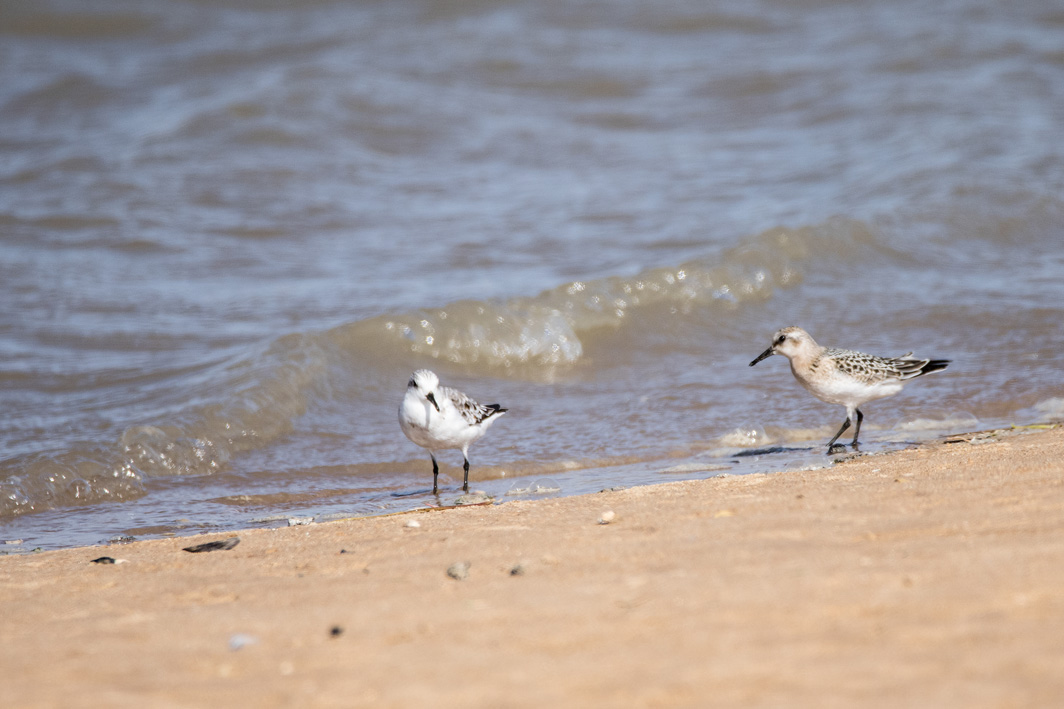 Bécasseaux sanderlings