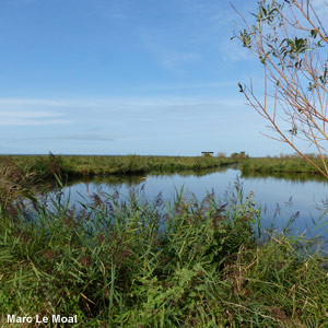 Observer les oiseaux au pays du roseau : la Grande Brière Mottière (Loire-Atlantique)