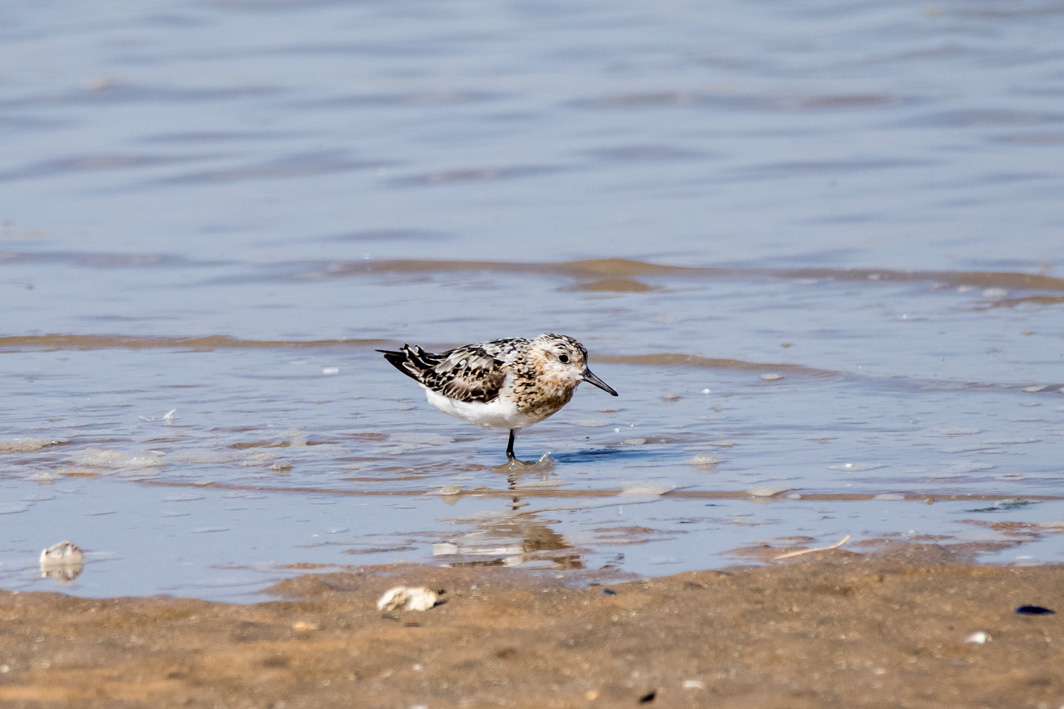 Bécasseau sanderling
