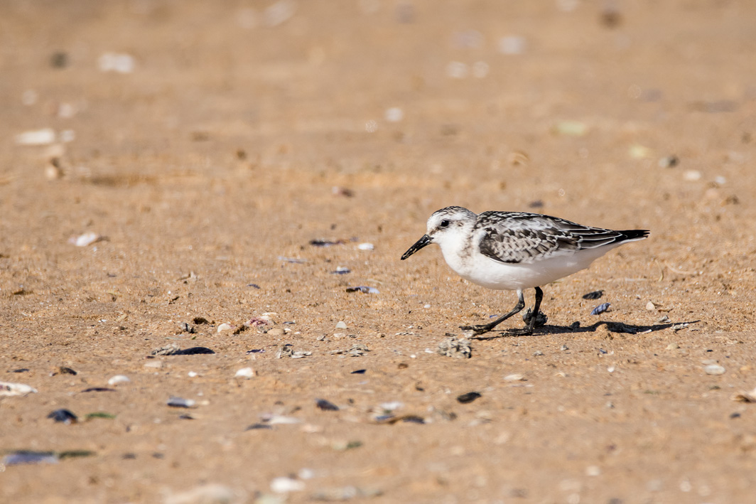 Bécasseau sanderling