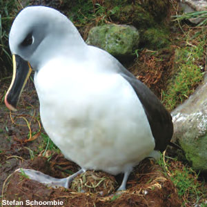 Un Albatros à tête grise couve une boule de végétation