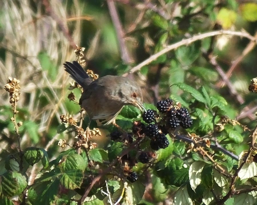 Fauvette pitchou mangeant des mures