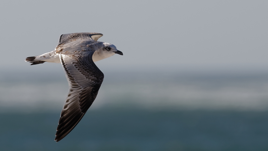 Mouette mélanocéphale juvénile
