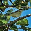 Pouillot à grands sourcils dans les Landes