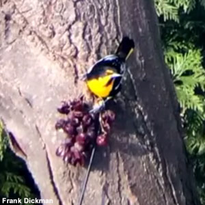 L&rsquo;observation des oiseaux rares accidentels peut être bénéfique pour l&rsquo;économie