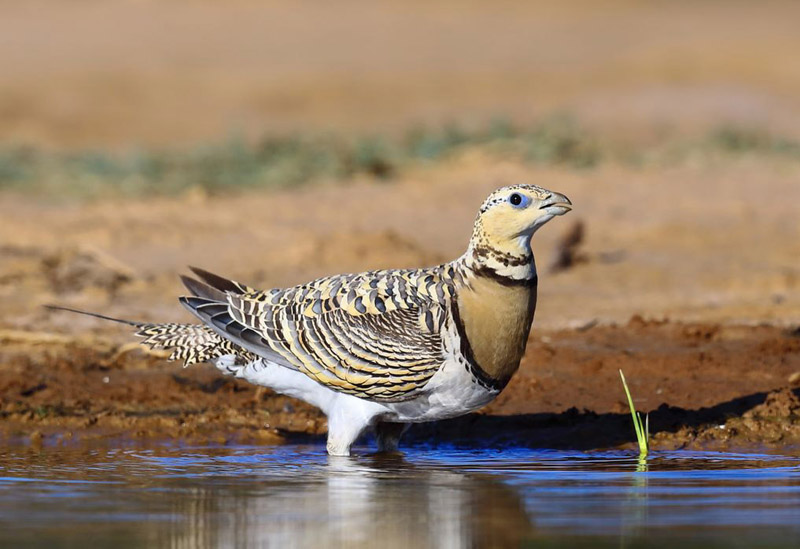 Ganga cata en Espagne