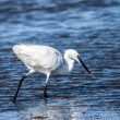 Aigrette garzette en Camargue gardoise
