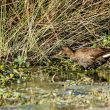 Gallinule poule d’eau juvénile