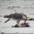 Le Faucon pèlerin n&rsquo;hésite pas à manger des charognes à l&rsquo;occasion