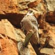 Faucon pelerin de la sous-espèce brookei