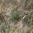 Pipit de Godlewski en vol