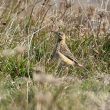 Pipit de Godlewski dans le Finistère
