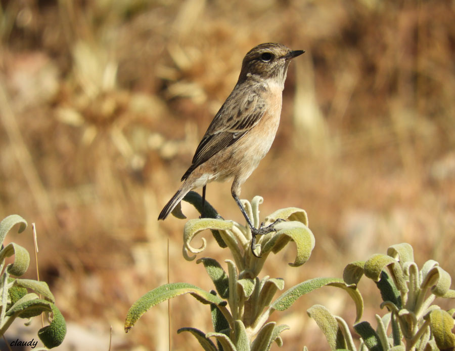 Tarier pâtre à Ronda