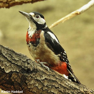 Les Pics épeiches en Afrique du Nord : un petit air d’exotisme