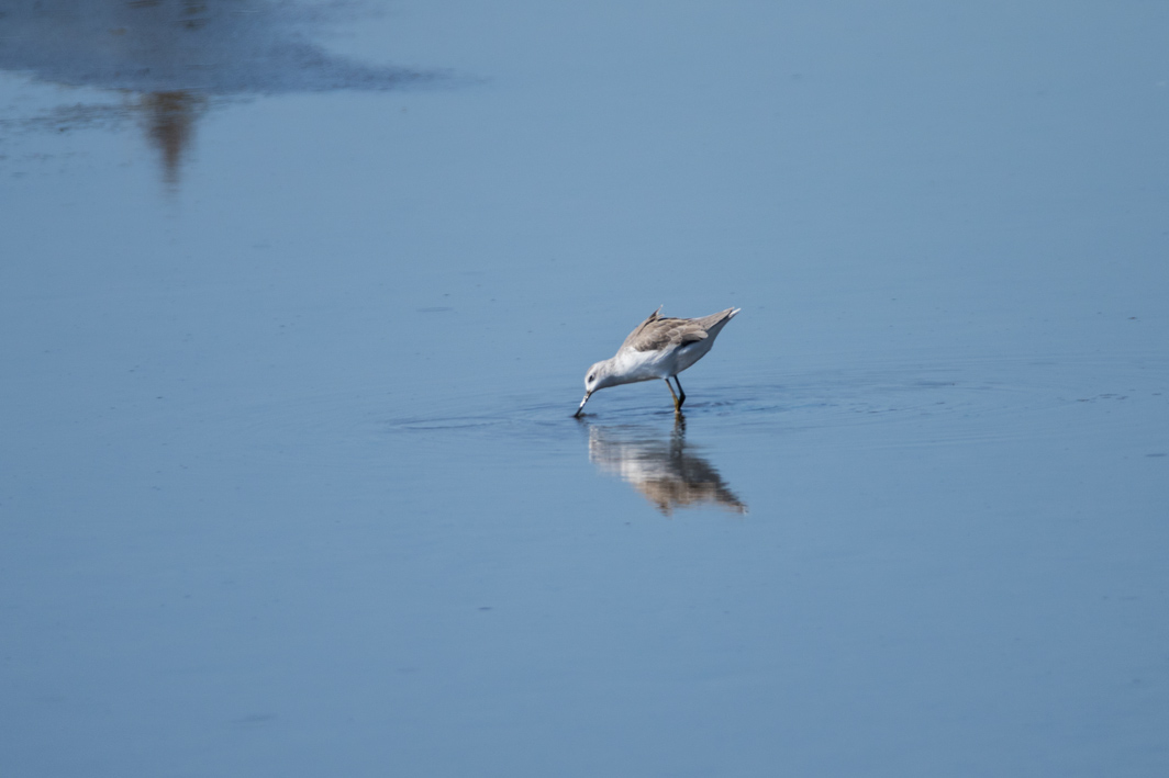Chevalier stagnatile