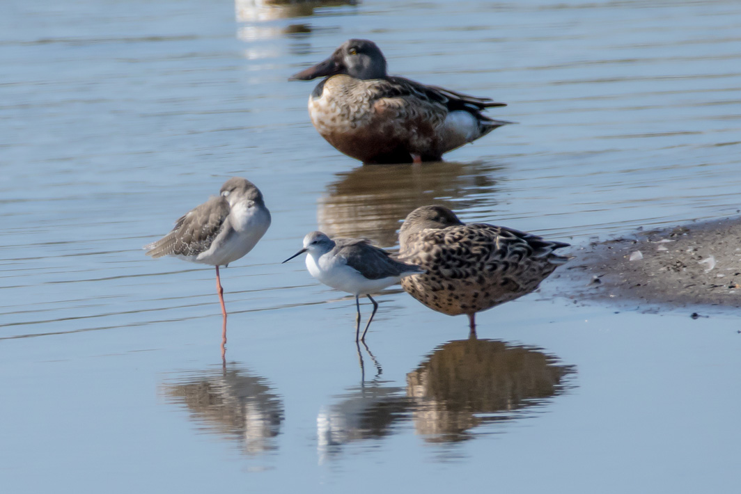 Chevalier stagnatile