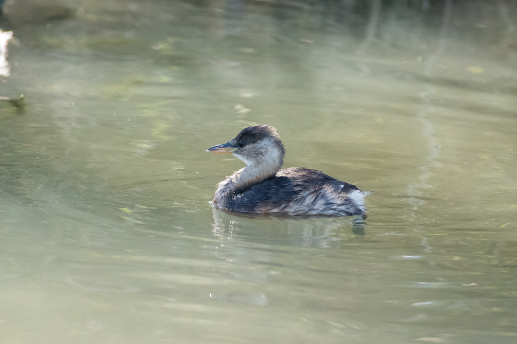 Grèbe castagneux  en plumage internuptial