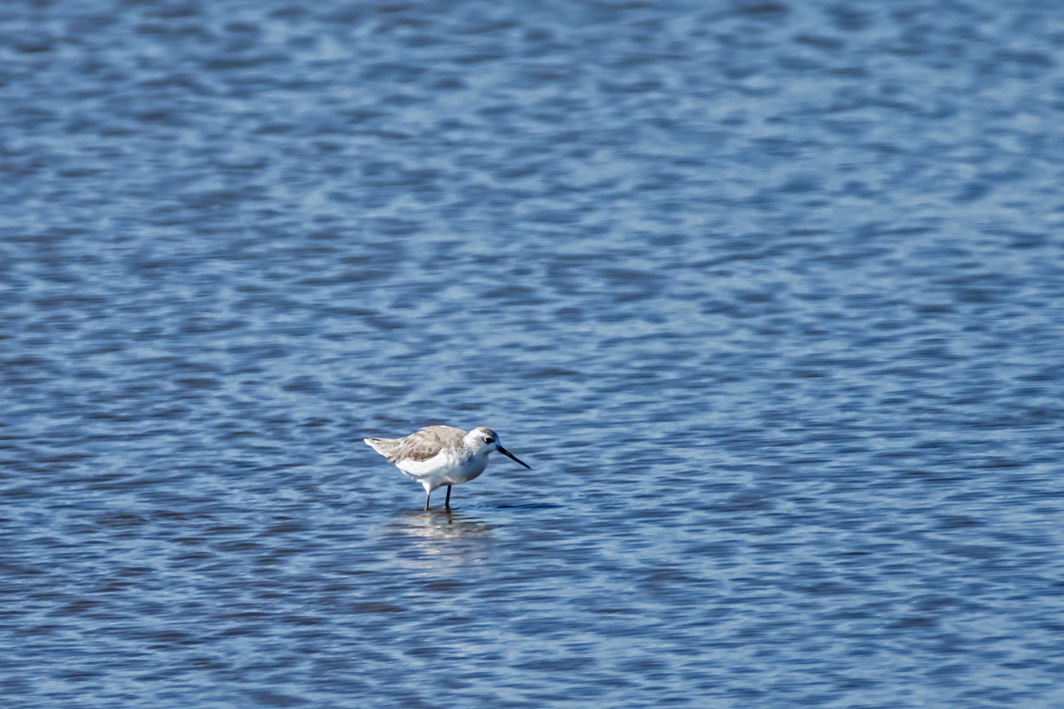 Chevalier stagnatile