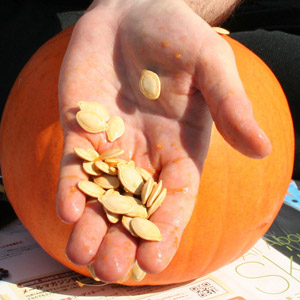 Halloween : gardez les graines de citrouille pour les oiseaux des
