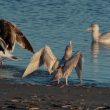 Goéland bourgmestre « chassant » les autres goélands