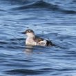 Guillemot à miroir en Bretagne