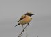 Traquet du désert | Oenanthe deserti | Desert Wheatear
