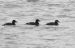 Macreuse brune | Melanitta fusca | Velvet Scoter