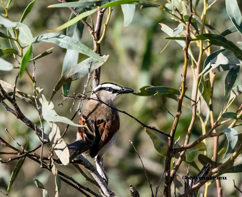 Tchagra à tête noire