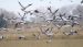 Grue cendrée | Grus grus | Common Crane