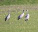 Grue cendrée | Grus grus | Common Crane