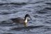 Plongeon imbrin | Gavia immer | Great Northern Loon