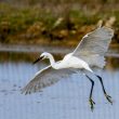 Aigrette garzette