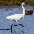 Aigrette garzette