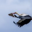 Cigogne blanche apportant des matériaux pour son nid