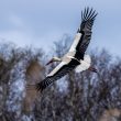 Cigogne blanche en vol