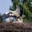 Couple de Cigognes blanches au nid