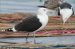 Goéland marin | Larus marinus | Great Black-backed Gull