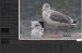 Goéland argenté | Larus argentatus | European Herring Gull