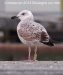 Goéland pontique | Larus cachinnans | Caspian Gull