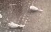 Tourterelle turque | Streptopelia decaocto | Eurasian Collared Dove