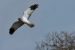 Busard Saint-Martin | Circus cyaneus | Northern Harrier