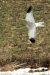 Busard Saint-Martin | Circus cyaneus | Northern Harrier