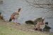Ouette d&rsquo;Egypte | Alopochen aegyptiacus | Egyptian Goose