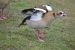 Ouette d&rsquo;Egypte | Alopochen aegyptiacus | Egyptian Goose