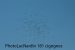 Cigogne blanche | Ciconia ciconia | White Stork