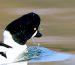 Garrot à oeil d&rsquo;or | Bucephala clangula | Common Goldeneye