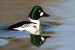 Garrot à oeil d&rsquo;or | Bucephala clangula | Common Goldeneye