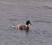 Canard colvert | Anas platyrhynchos | Mallard