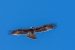 Buse variable | Buteo buteo | Common Buzzard