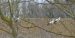 Cigogne blanche | Ciconia ciconia | White Stork